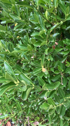 Euonymus japonicus observed 2026-10-24