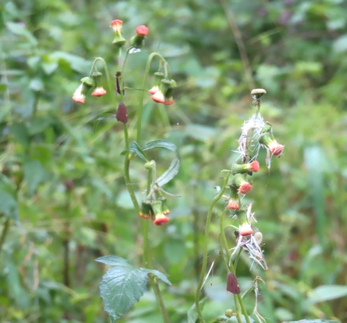 Crassocephalum crepidioides observed 2026-10-24