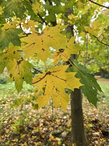 Norway maple photograph by the iNaturalist community