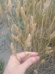 Poa macrantha