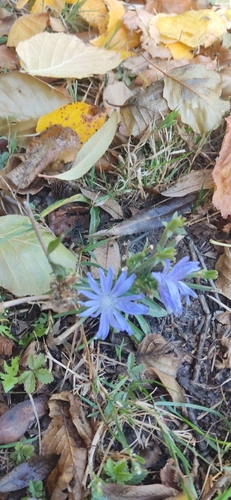chicory photograph by the iNaturalist community