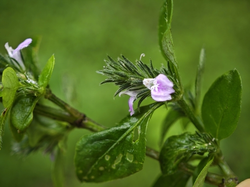 Rostellularia procumbens observed 2026-10-24