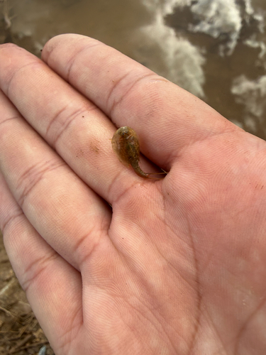 Longtail Tadpole Shrimp