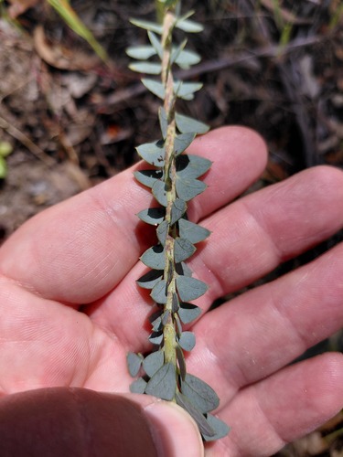 Acacia cultriformis observed 2026-10-23