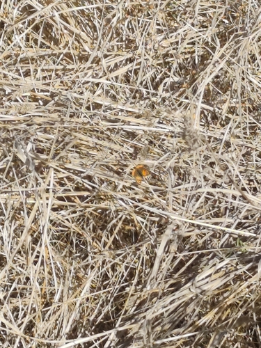 Small Copper photograph by the iNaturalist community