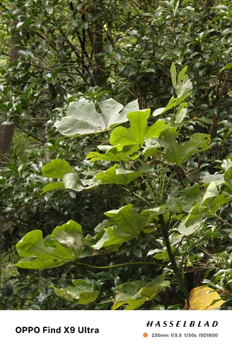 Firmiana simplex observed 2026-10-24