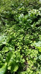 Ribes americanum