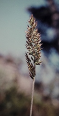 Australopyrum velutinum
