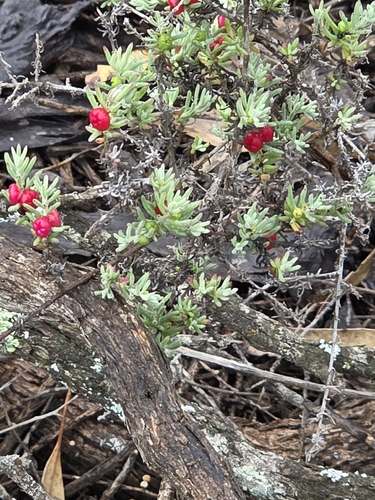 Enchylaena tomentosa observed 2026-10-24
