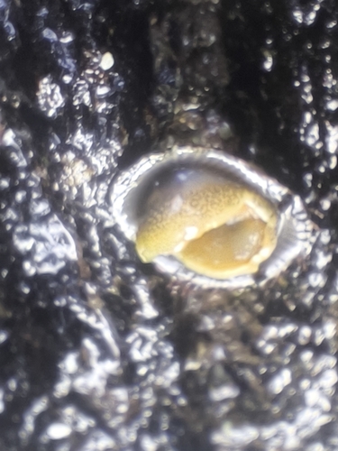 Siphonaria pectinata observed 2026-10-24