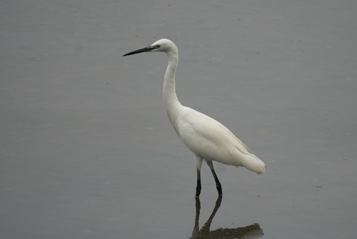 Little Egret photograph by the iNaturalist community