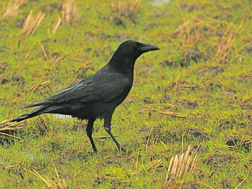 Carrion Crow photograph by the iNaturalist community