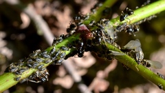 Periphyllus testudinaceus