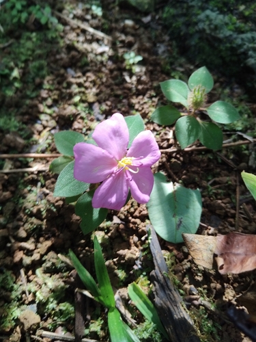 Heterotis rotundifolia observed 2026-10-23