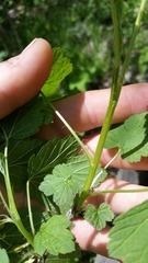 Ribes americanum