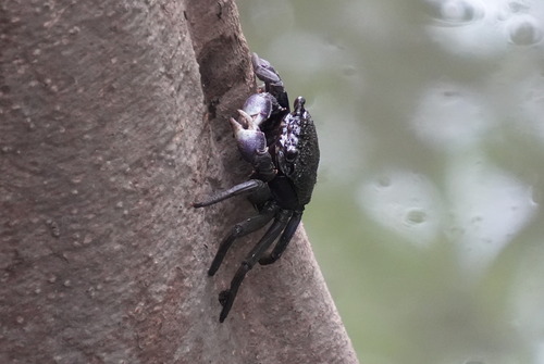 Episesarma versicolor observed 2026-10-24