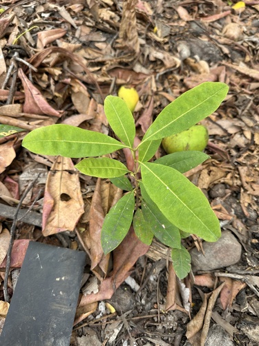Chionanthus ramiflorus observed 2026-09-28