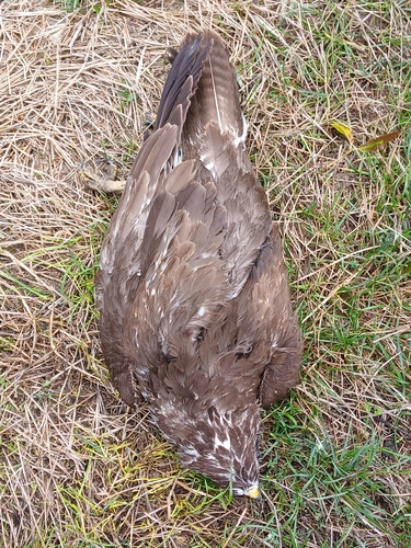 Common Buzzard photograph by the iNaturalist community