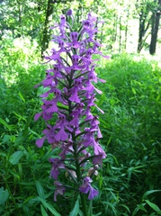 Platanthera peramoena
