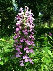 Platanthera peramoena