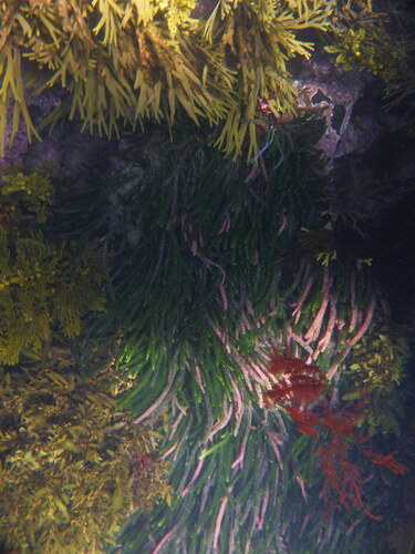 Caulerpa observed 2026-10-23