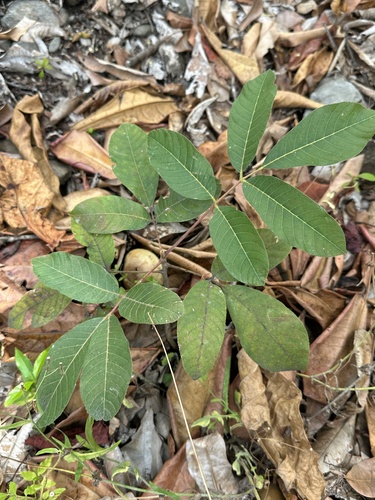 Canarium australianum observed 2026-09-28