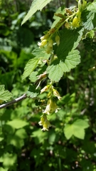 Ribes americanum