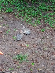 Sylvilagus floridanus
