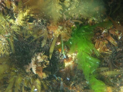 Chaetomorpha coliformis observed 2026-10-23