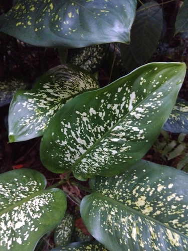 Dieffenbachia seguine observed 2026-10-23