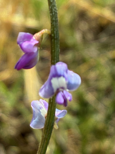 Swainsona microphylla, 2026-10-24