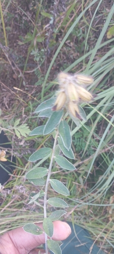 Crotalaria sessiliflora observed 2026-10-24