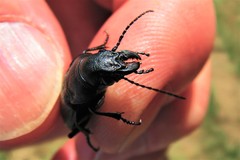 Calosoma cancellatum