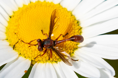 Physocephala burgessi