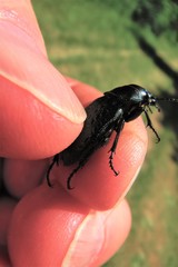 Calosoma cancellatum