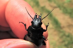 Calosoma cancellatum