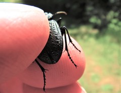 Calosoma cancellatum