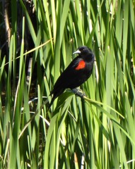 Agelaius phoeniceus californicus