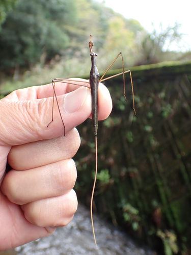 ミズカマキリ