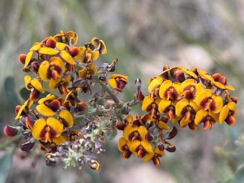 Daviesia latifolia, 2026-10-24