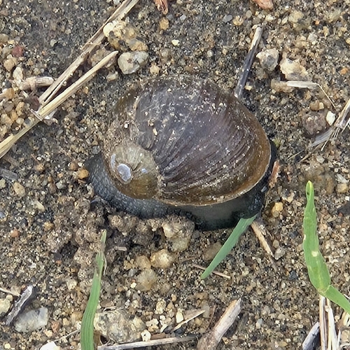 Cantareus apertus observed 2026-10-23