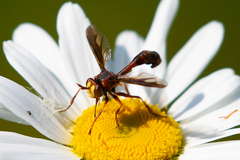 Physocephala burgessi