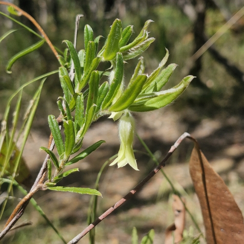 Billardiera scandens observed 2026-10-24