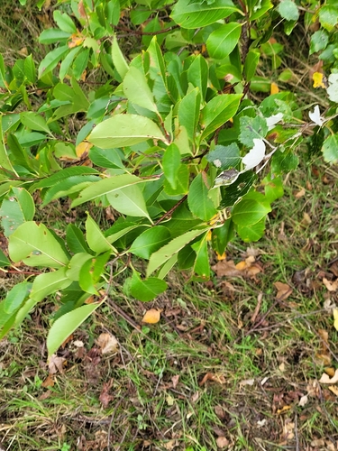 black cherry photograph by the iNaturalist community