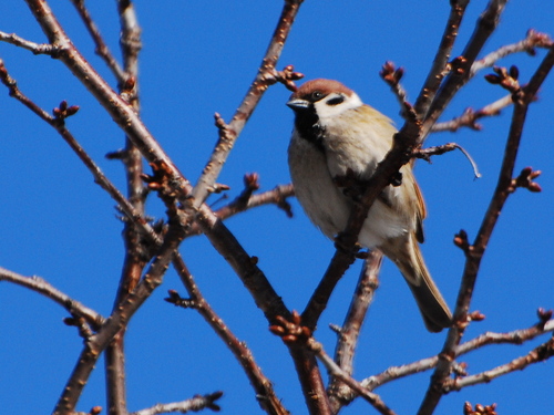 Eurasian Tree Sparrow photograph by the iNaturalist community