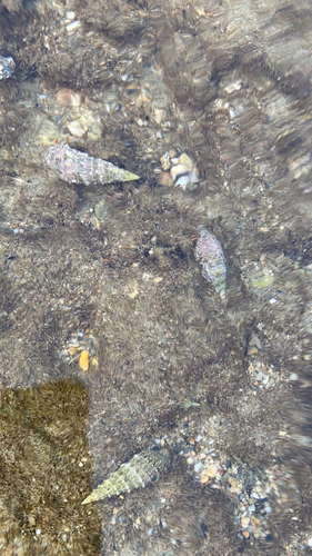 Cerithium observed 2026-10-24