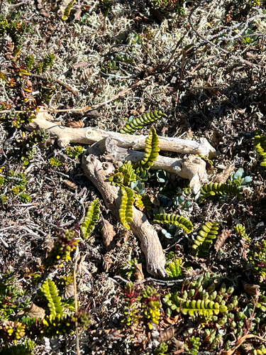 Austroblechnum penna-marina observed 2026-10-21