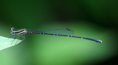 Prodasineura coerulescens