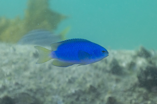 Pomacentrus coelestis observed 2026-10-24