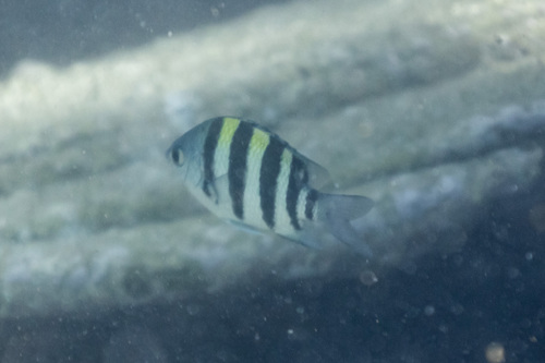 Abudefduf vaigiensis observed 2026-10-24